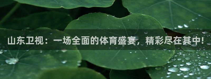 山东卫视：一场全面的体育盛宴，精彩尽在其中!