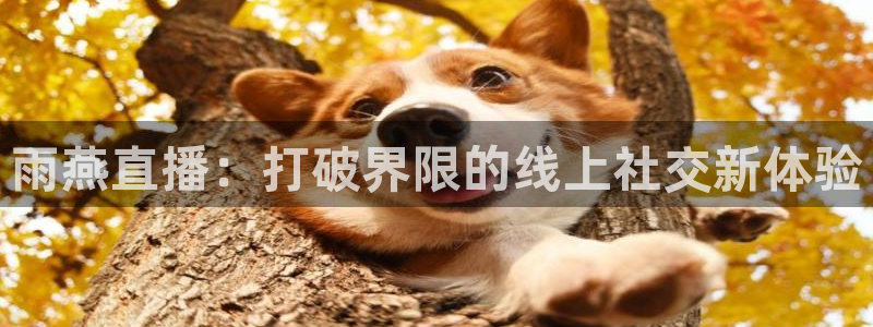 雨燕直播：打破界限的线上社交新体验