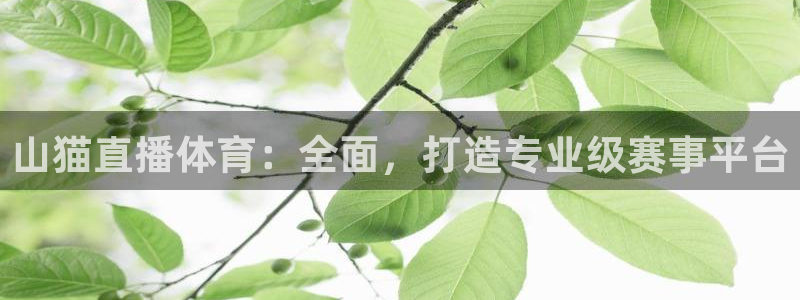 山猫直播体育：全面，打造专业级赛事平台